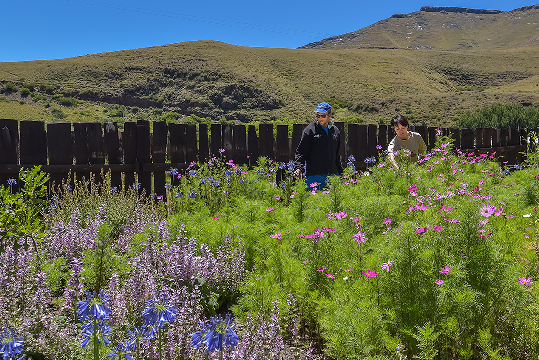 Contact Sunelle or Hylton Dunn to discover the magic of the various options at Alpine Swift Trails in the Southern Drakensberg.