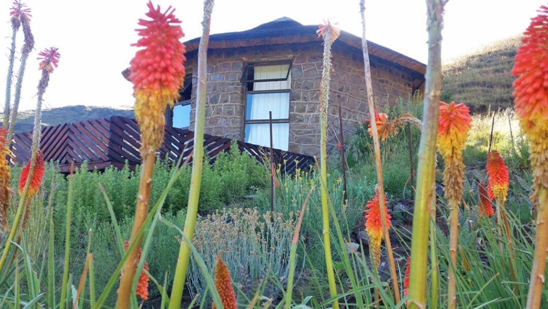 Amanzi Empilo outside view of rondawel with pokers in flower