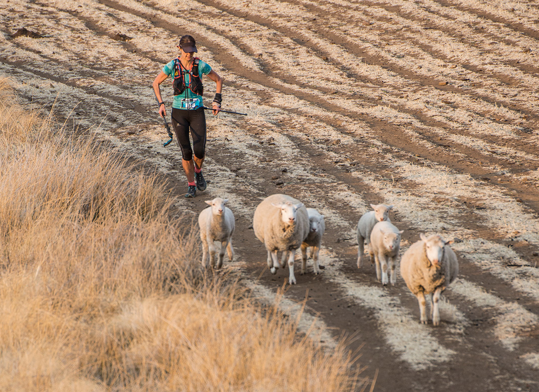 Trail runner running behind sheep at 2020 Heaven & Hell Mountain Marathon